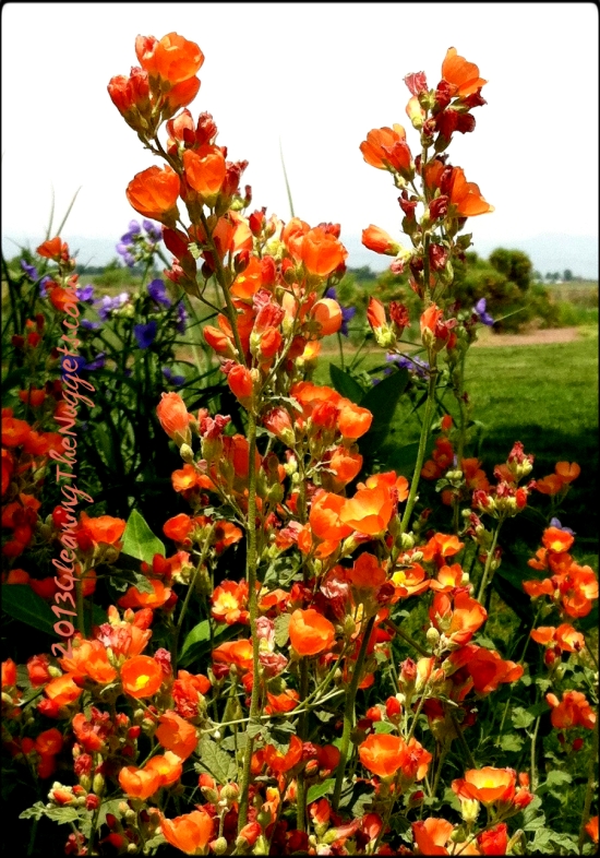 Orange flowers at Centerra 2013 border