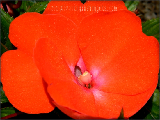 Orange Vibrant Flower